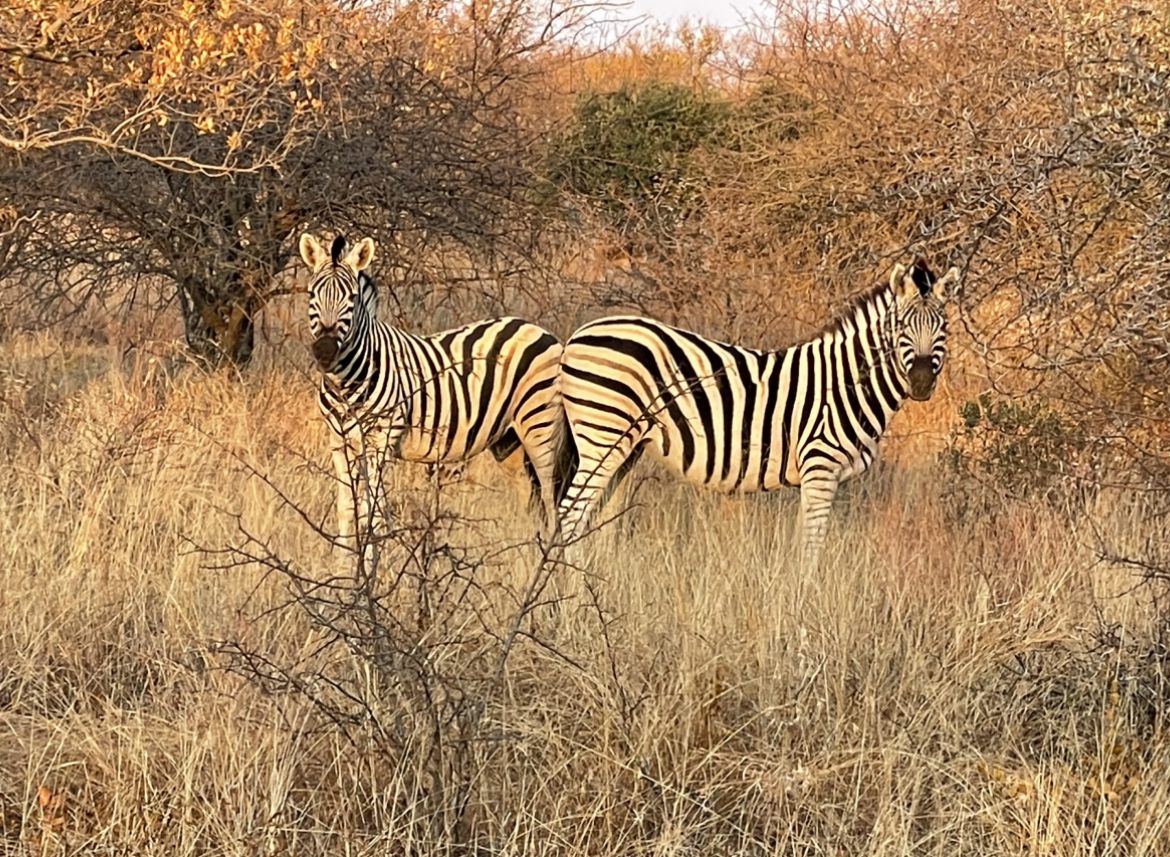  Kwalata Game Lodge in Dinokeng Game Reserve