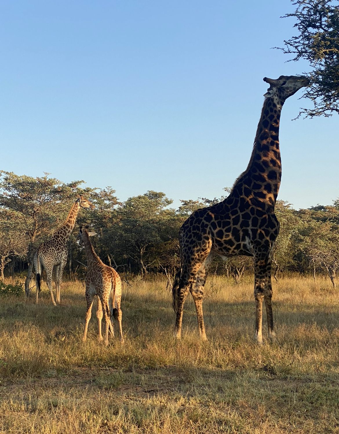  Kwalata Game Lodge in Dinokeng Game Reserve