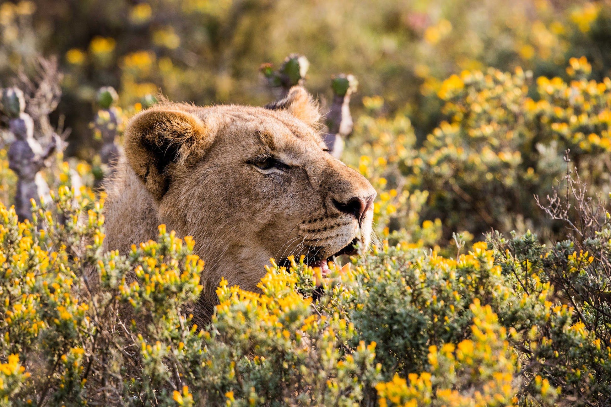  Kwandwe Private Game Reserve