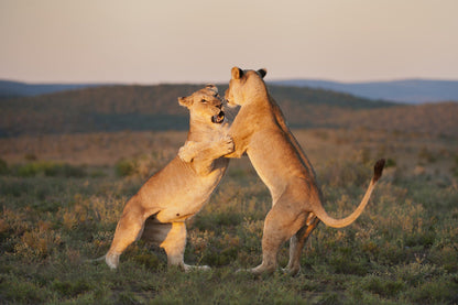  Kwandwe Private Game Reserve