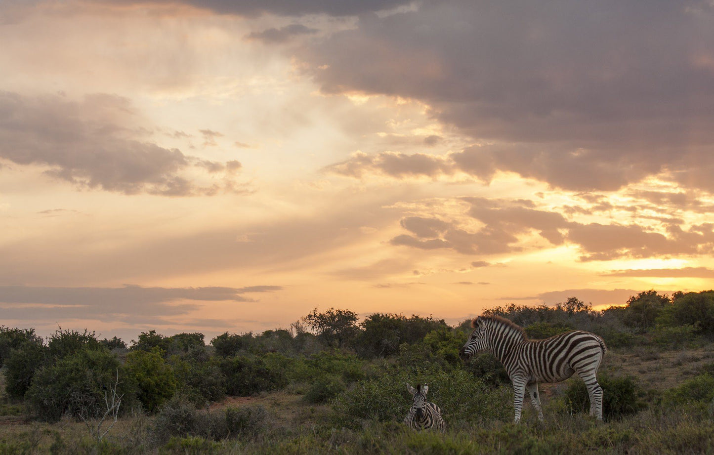  Kwandwe Private Game Reserve