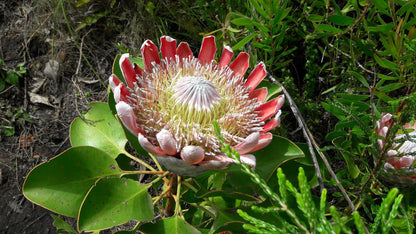 LADY'S SLIPPER HIKING TRAILS - Green Trail, Red Trail and Chameleon Trail