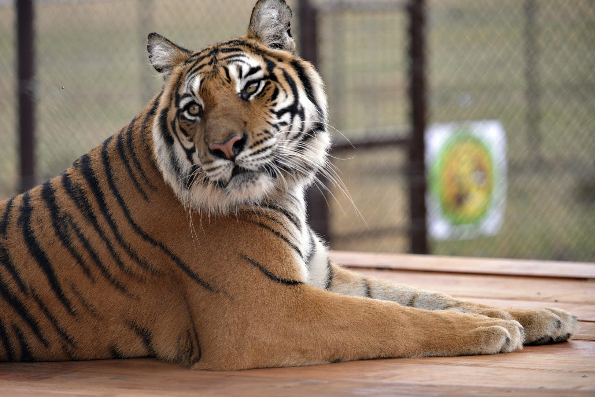  LIONSROCK Big Cat Sanctuary