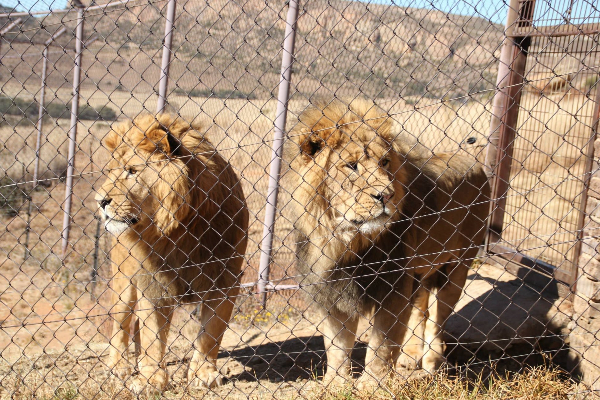  LIONSROCK Big Cat Sanctuary