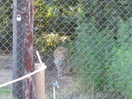  LIONSROCK Big Cat Sanctuary