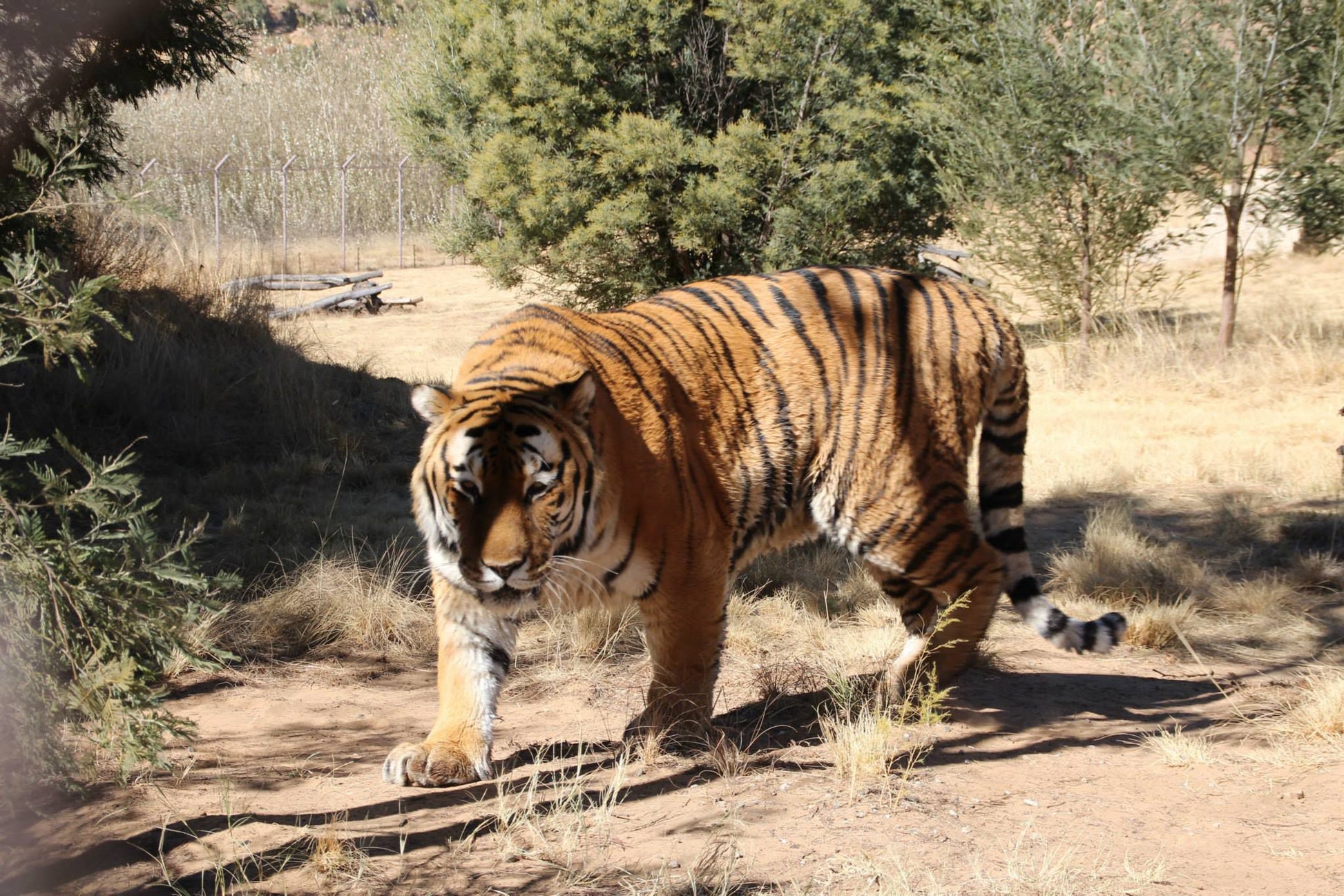  LIONSROCK Big Cat Sanctuary