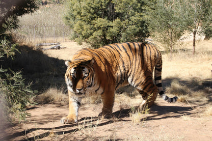  LIONSROCK Big Cat Sanctuary