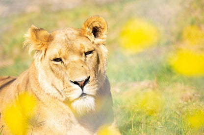  LIONSROCK Big Cat Sanctuary