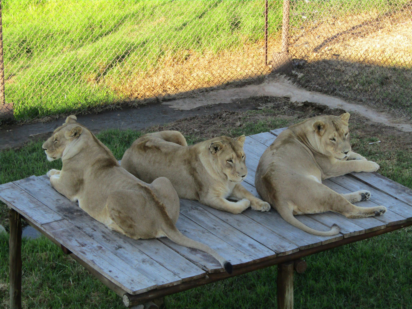  LIONSROCK Big Cat Sanctuary