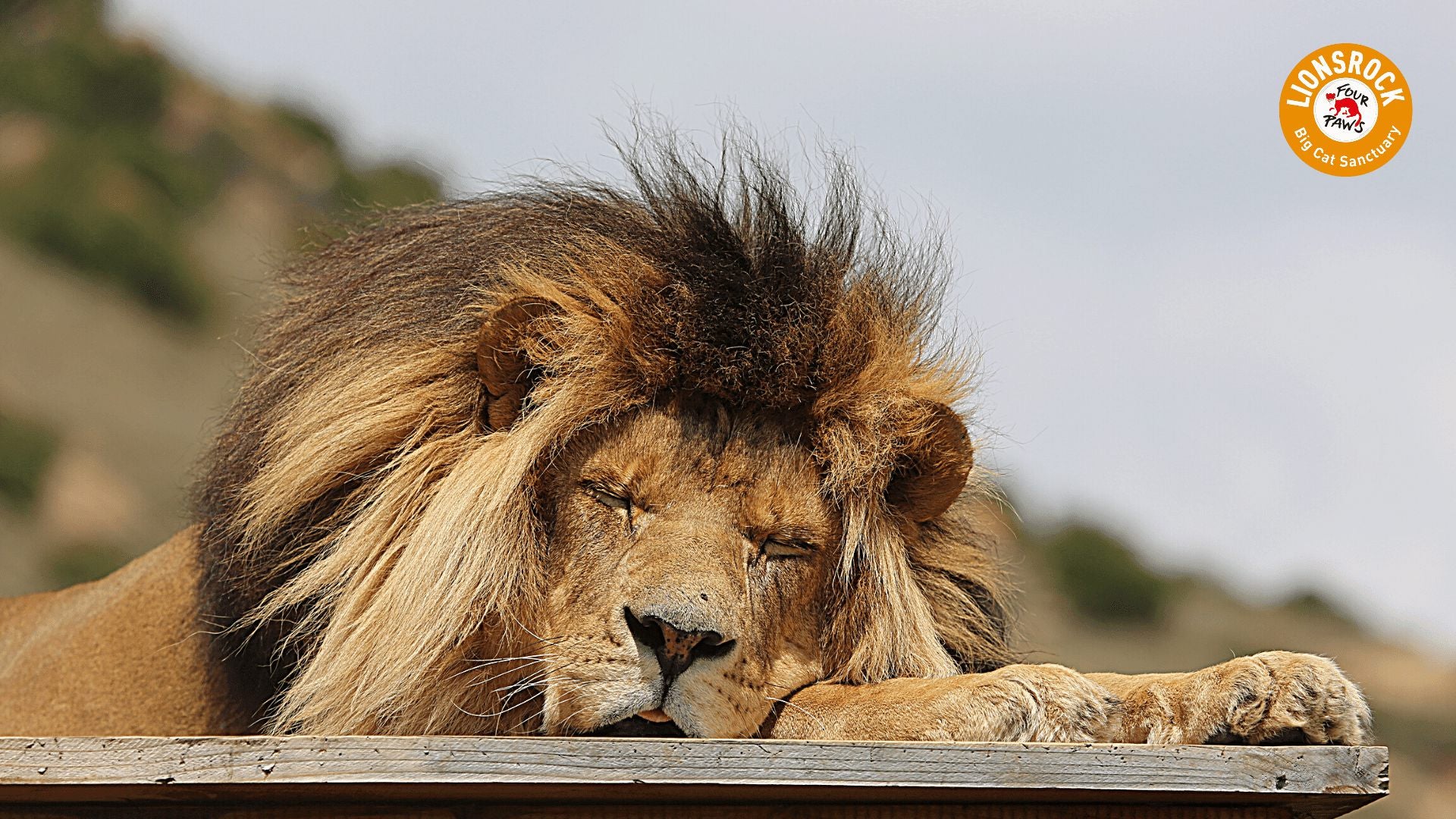  LIONSROCK Big Cat Sanctuary