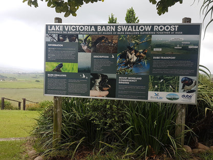  Lake Victoria Barn Swallow Viewing Site