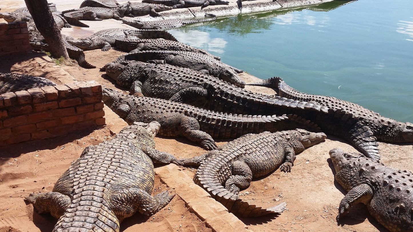  Lalele Crocodile Farm