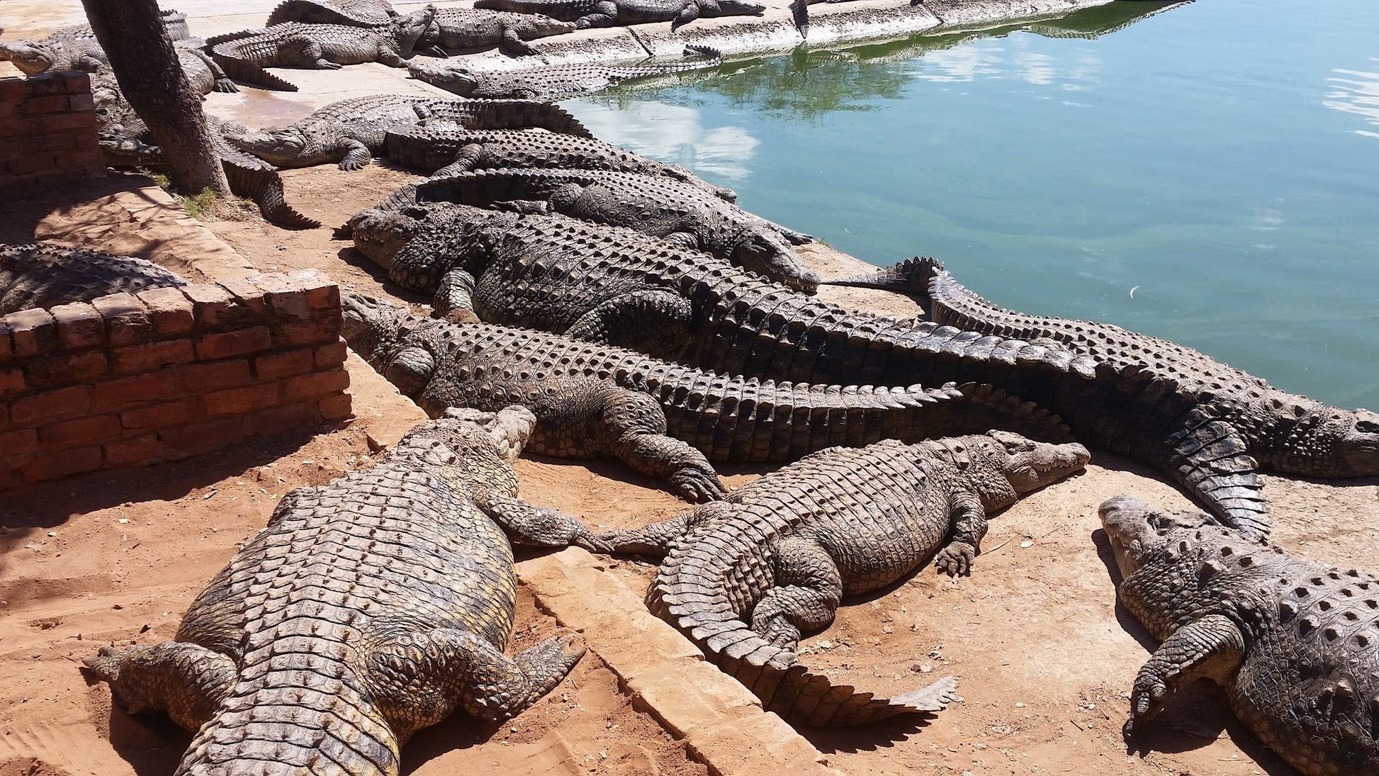  Lalele Crocodile Farm