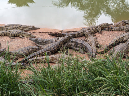  Lalele Crocodile Farm