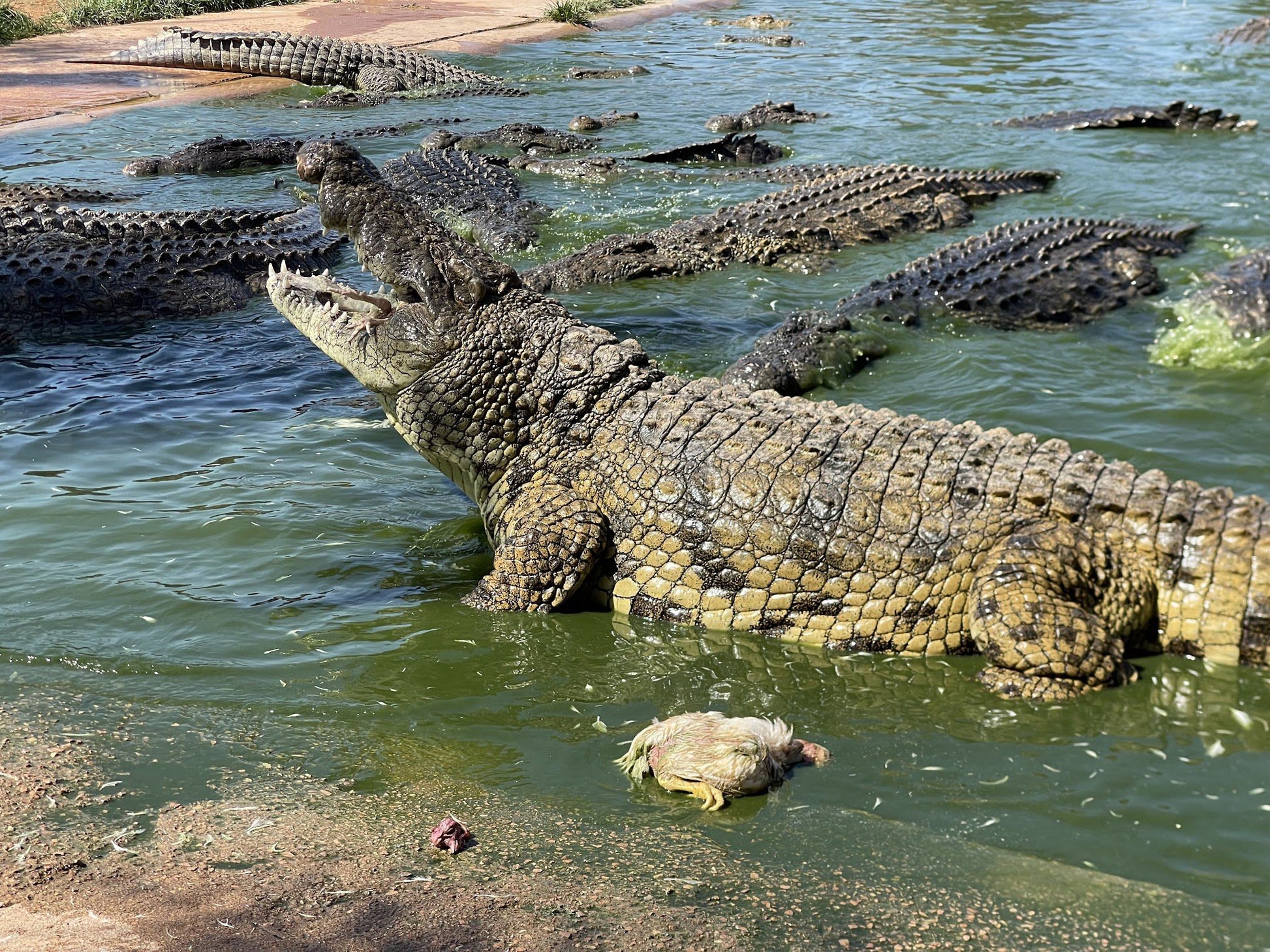  Lalele Crocodile Farm