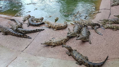  Lalele Crocodile Farm