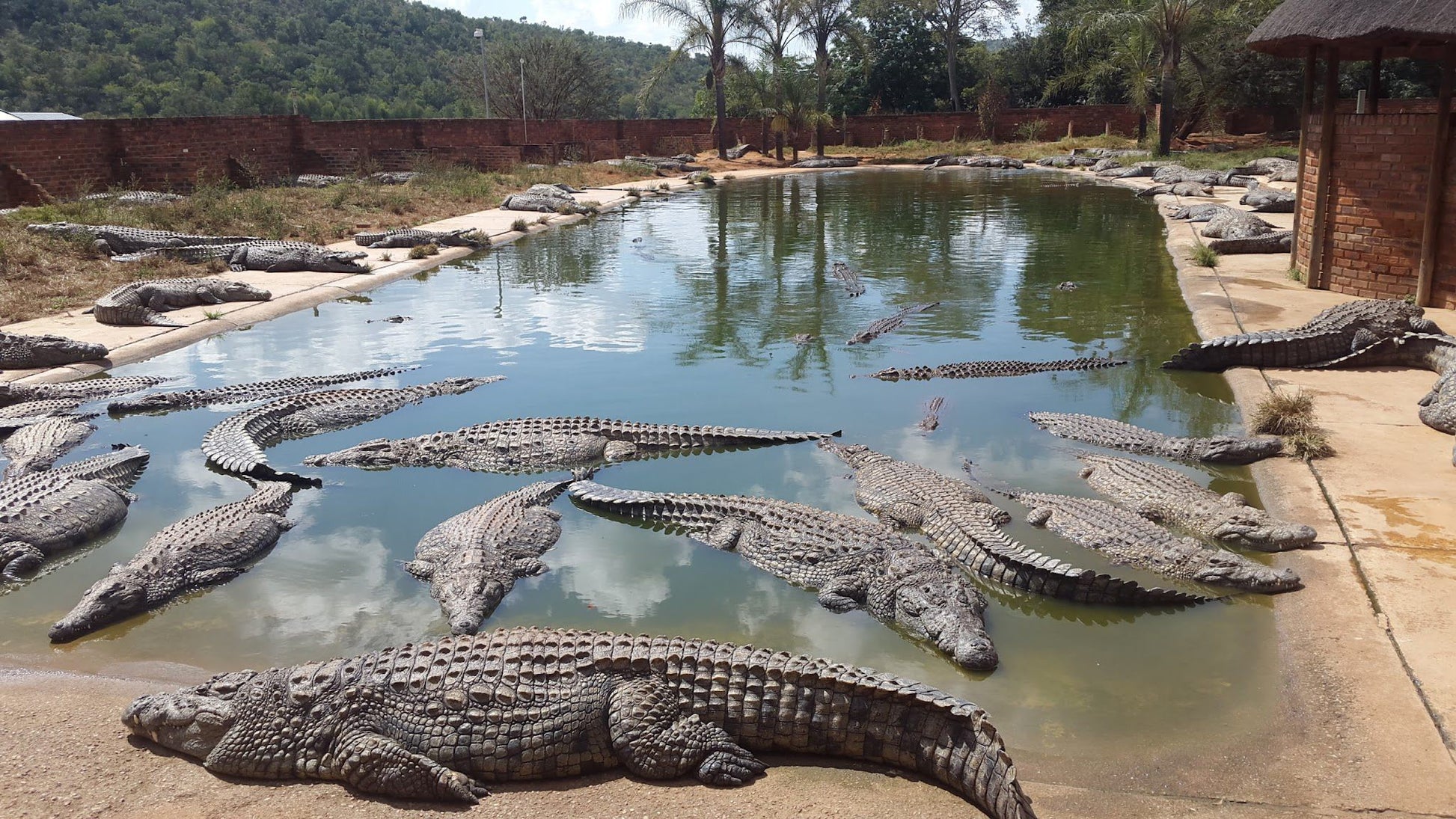  Lalele Crocodile Farm