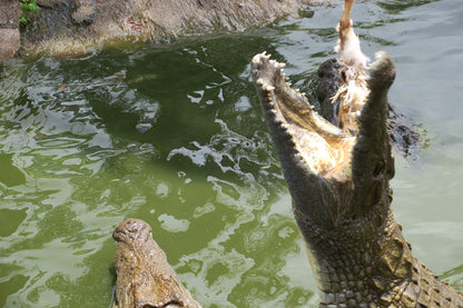  Lalele Crocodile Farm