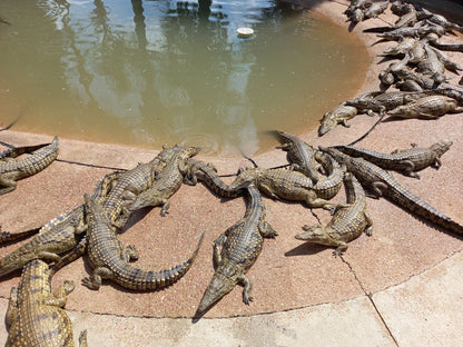  Lalele Crocodile Farm