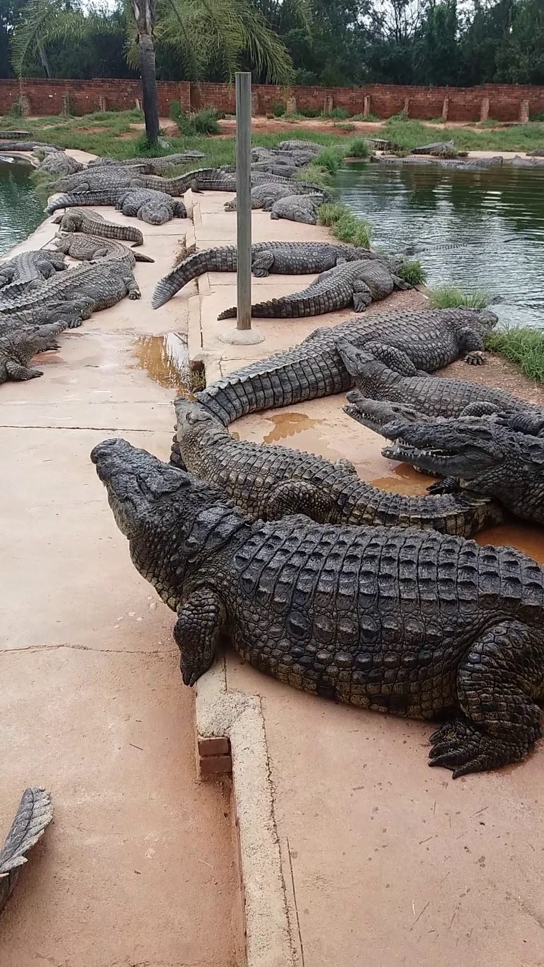  Lalele Crocodile Farm