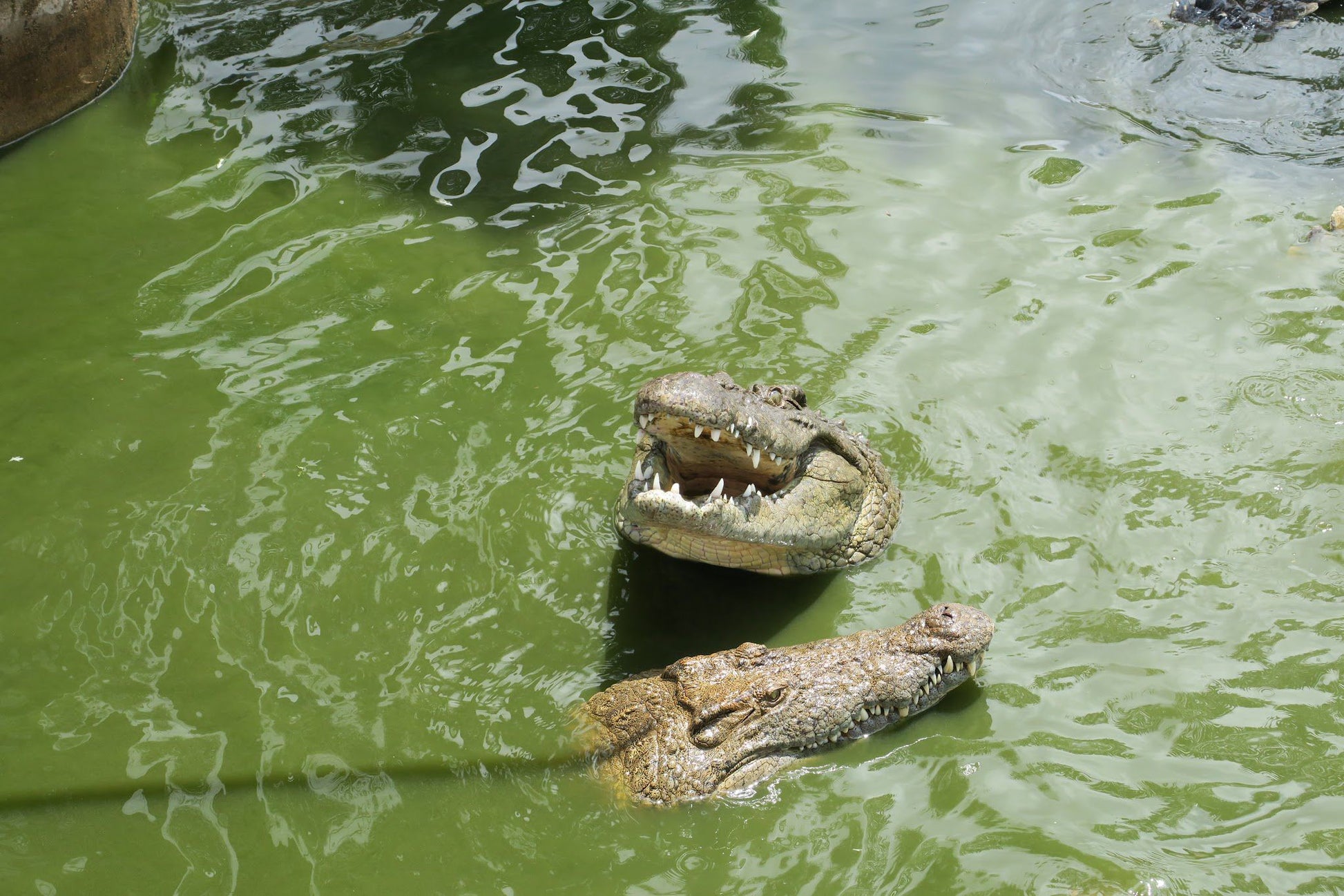  Lalele Crocodile Farm