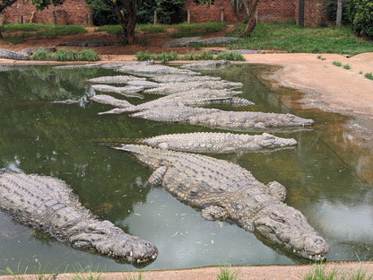  Lalele Crocodile Farm