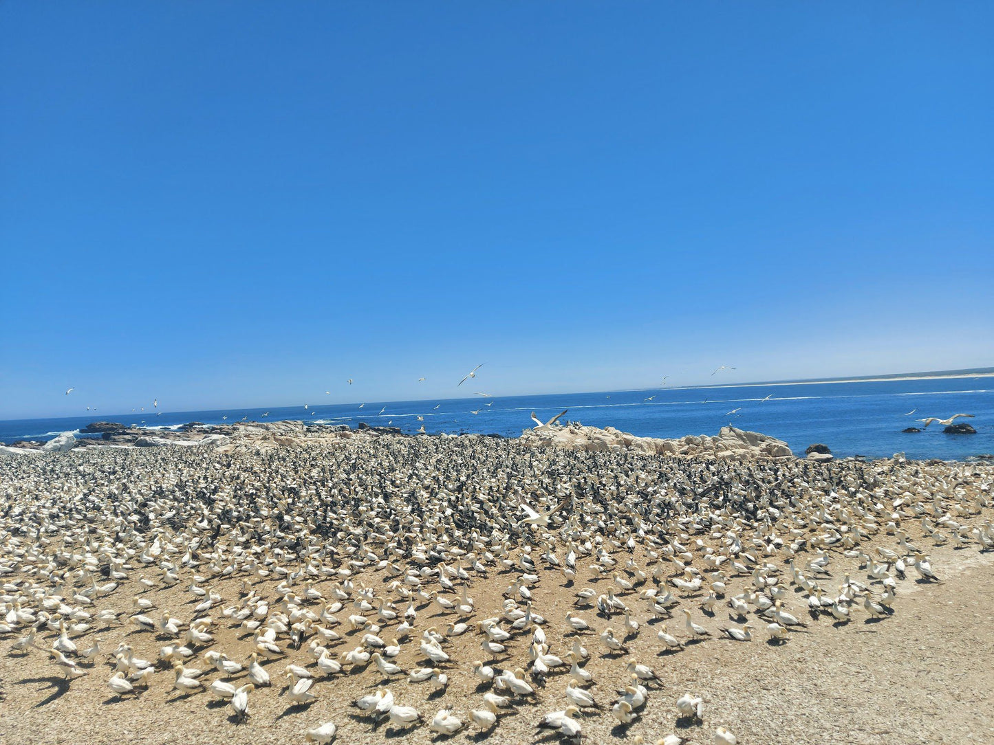  Lambert's Bay Beach (Meeuland)