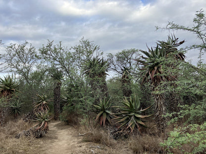  Lang Elsie's Kraal Rest Camp