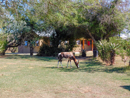  Lang Elsie's Kraal Rest Camp