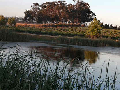  Lazanou Organic Vineyards - By appointement only