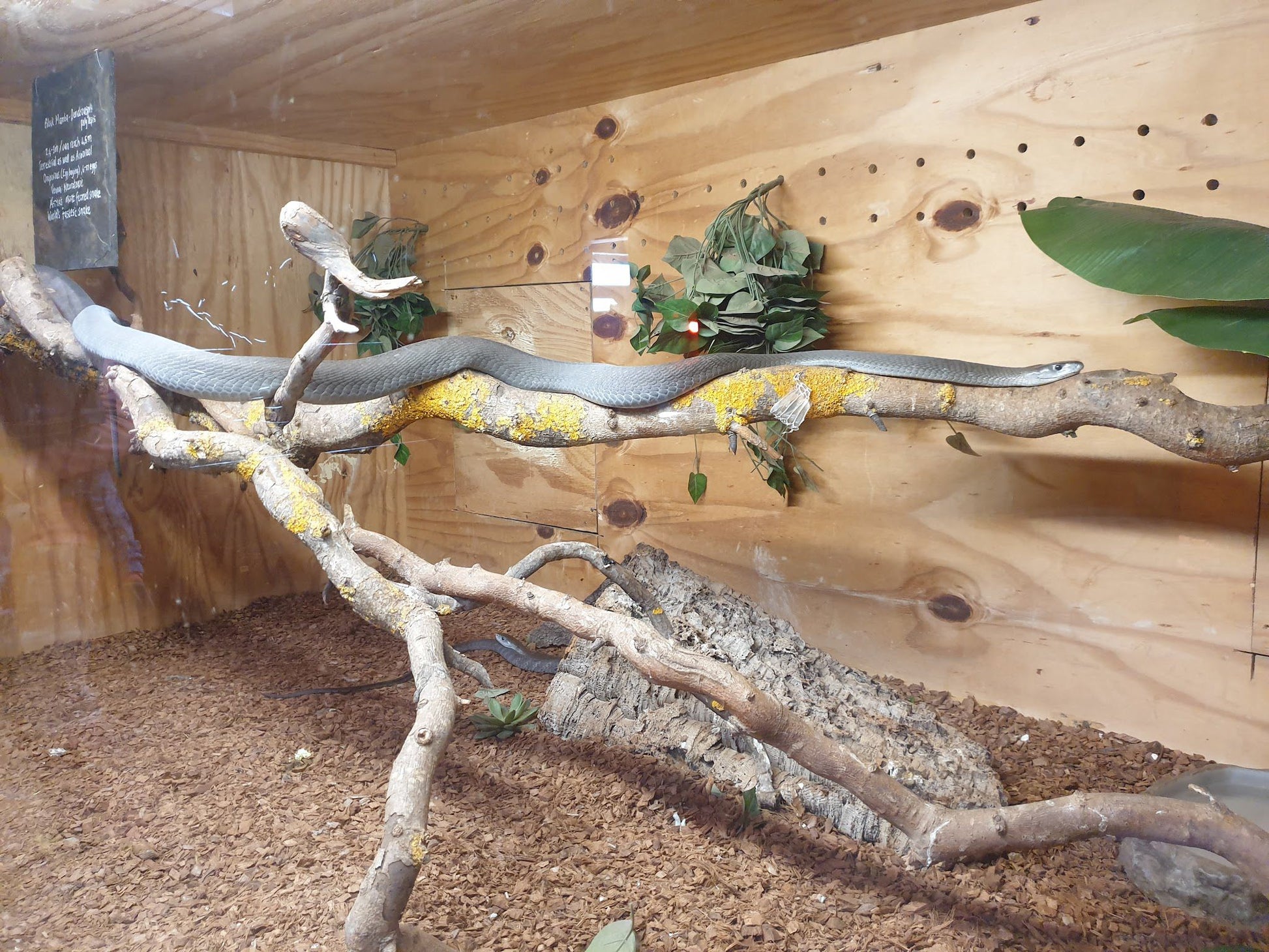  Le Bonheur Reptiles and Adventures