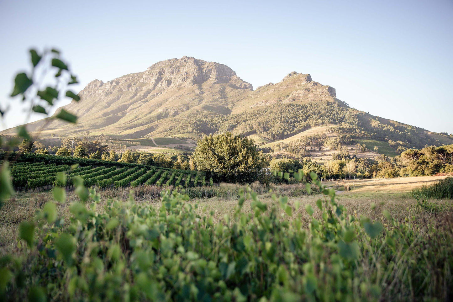  Le Pommier Wine Estate