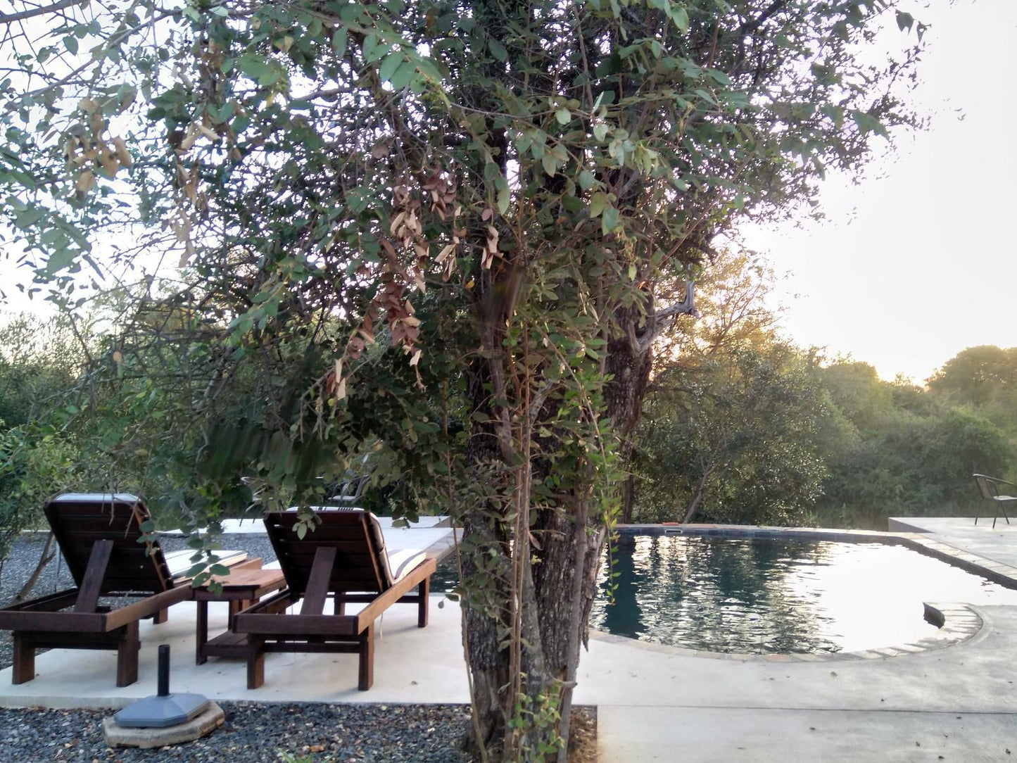 Leadwood Tree Safari Lodge Hoedspruit Limpopo Province South Africa Unsaturated, Tree, Plant, Nature, Wood, Swimming Pool