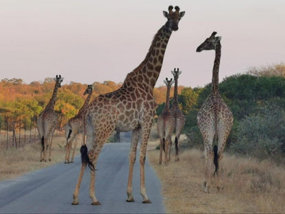 Leadwood Tree Safari Lodge Hoedspruit Limpopo Province South Africa Unsaturated, Giraffe, Mammal, Animal, Herbivore