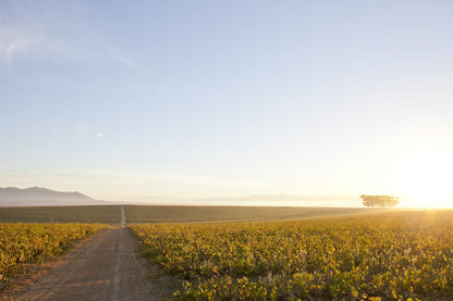  Leeuwenkuil Family Vineyards