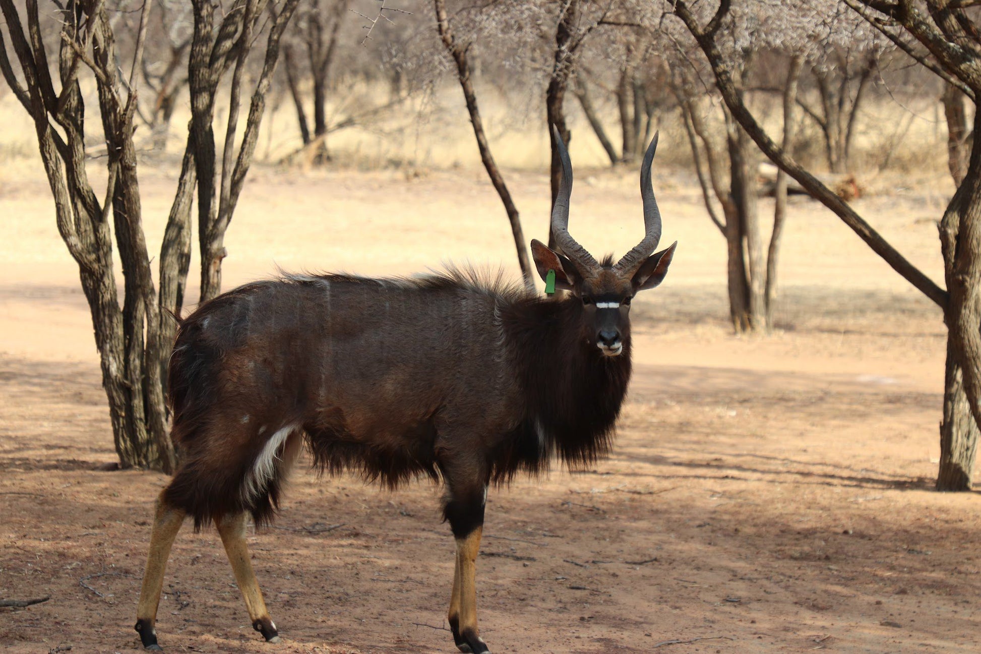  Leopardsong Game Lodge