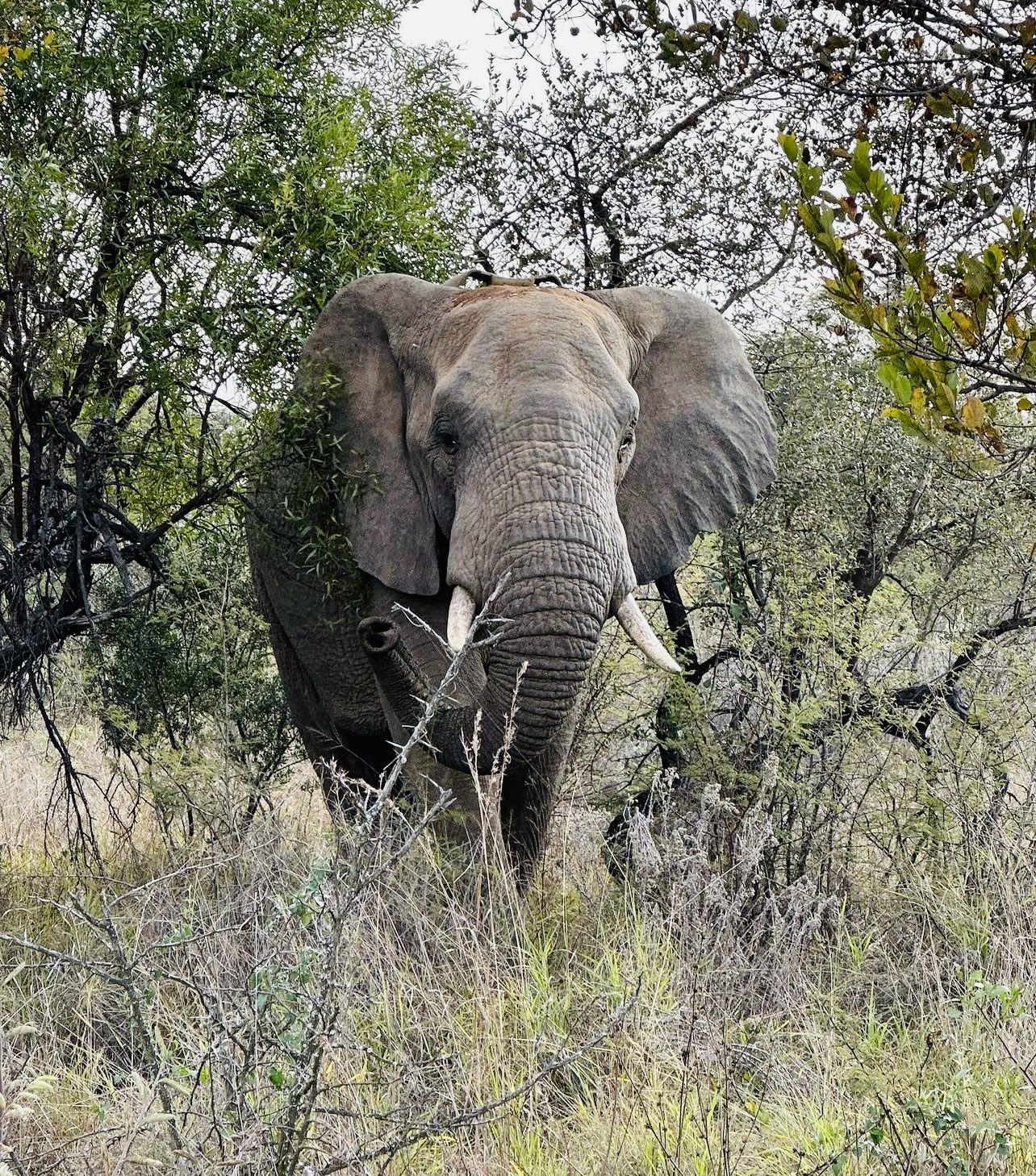  Leopardsong Game Lodge