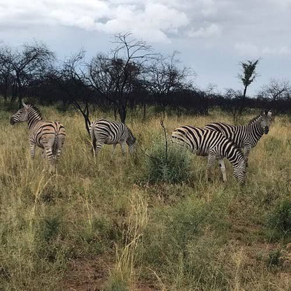  Leopardsong Game Lodge