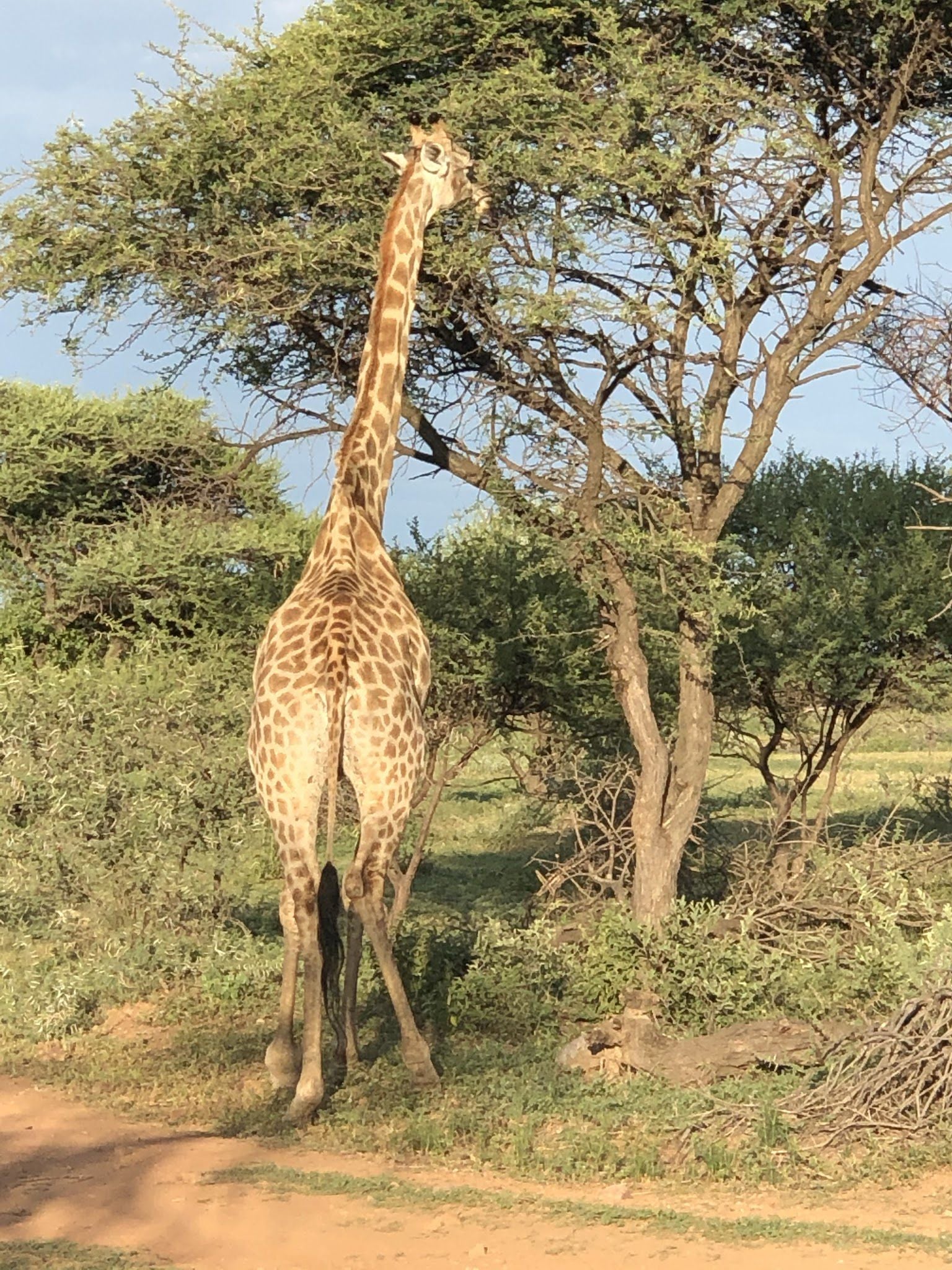  Leopardsong Game Lodge