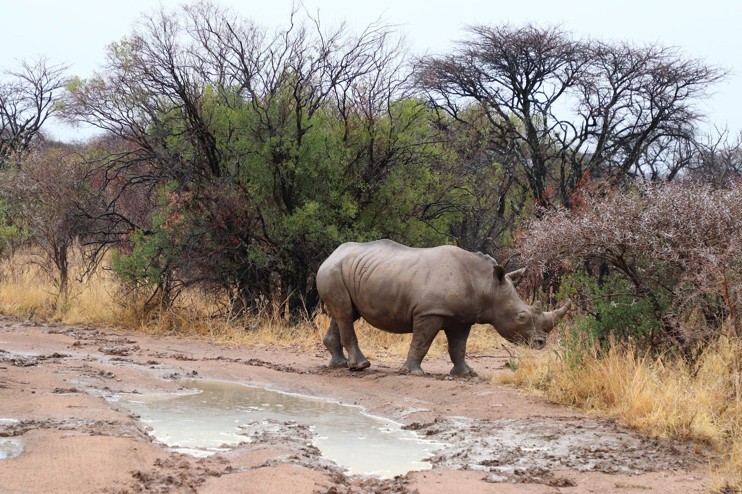  Leopardsong Game Lodge