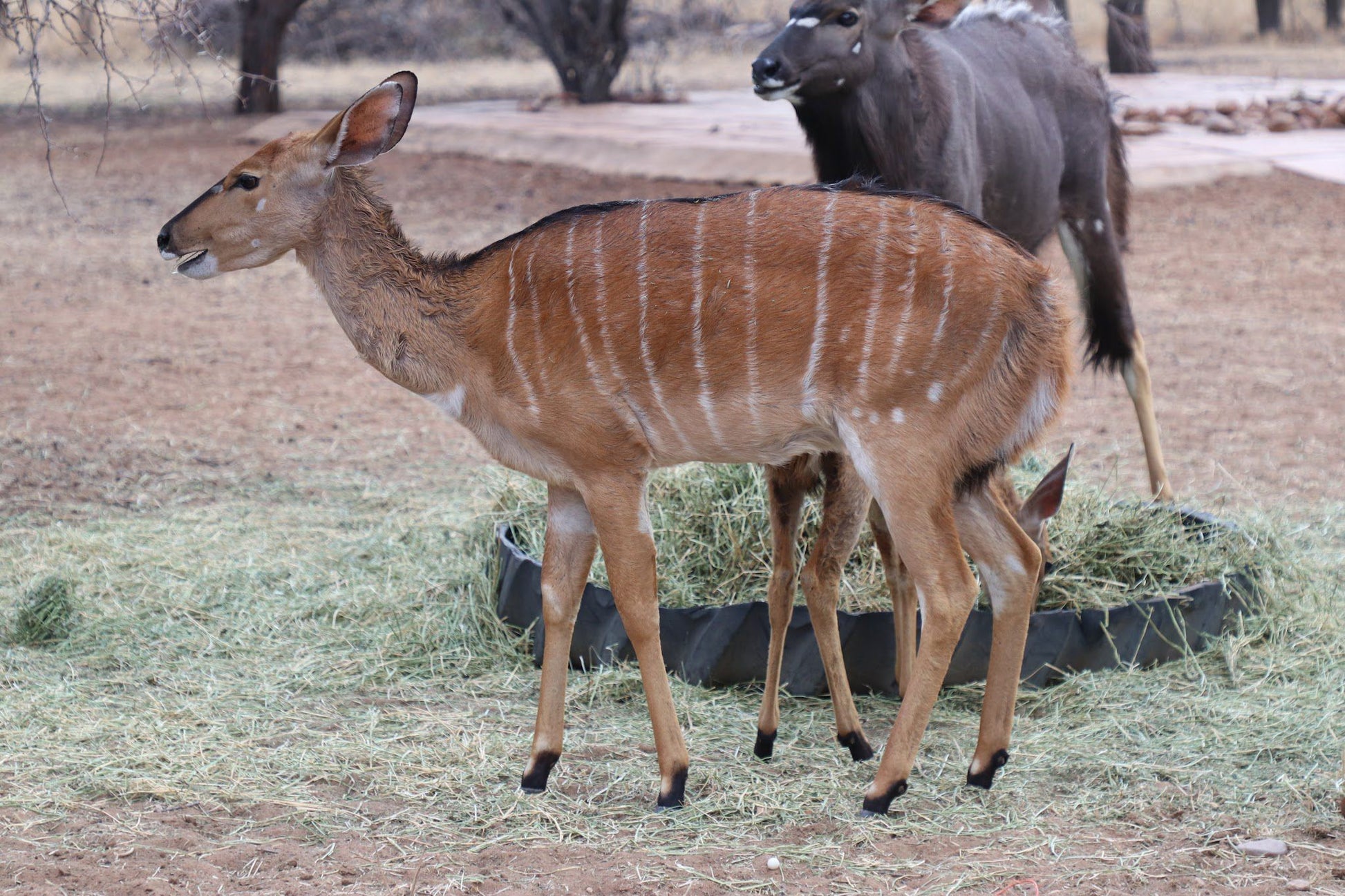  Leopardsong Game Lodge