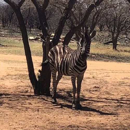  Leopardsong Game Lodge