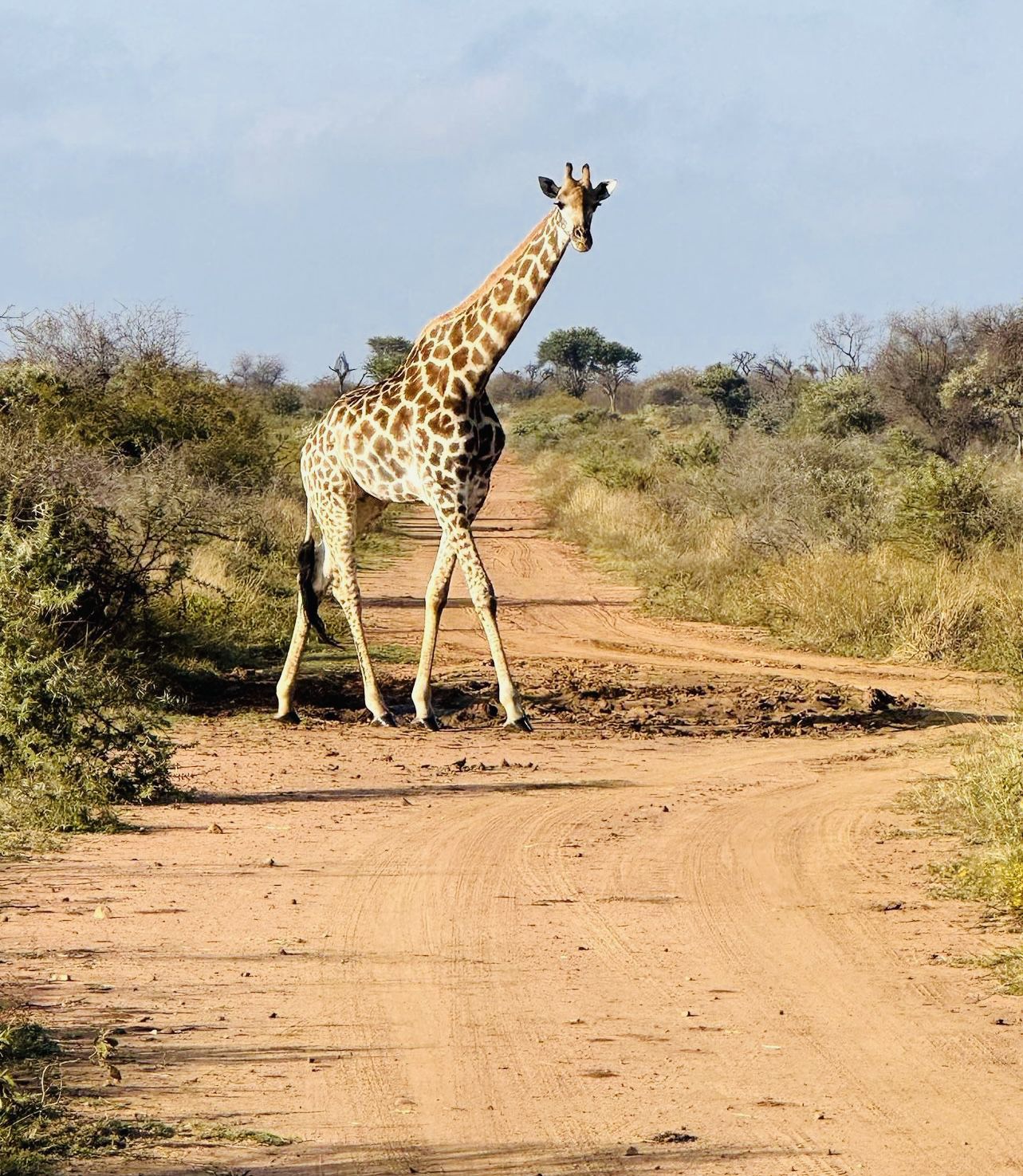  Leopardsong Game Lodge