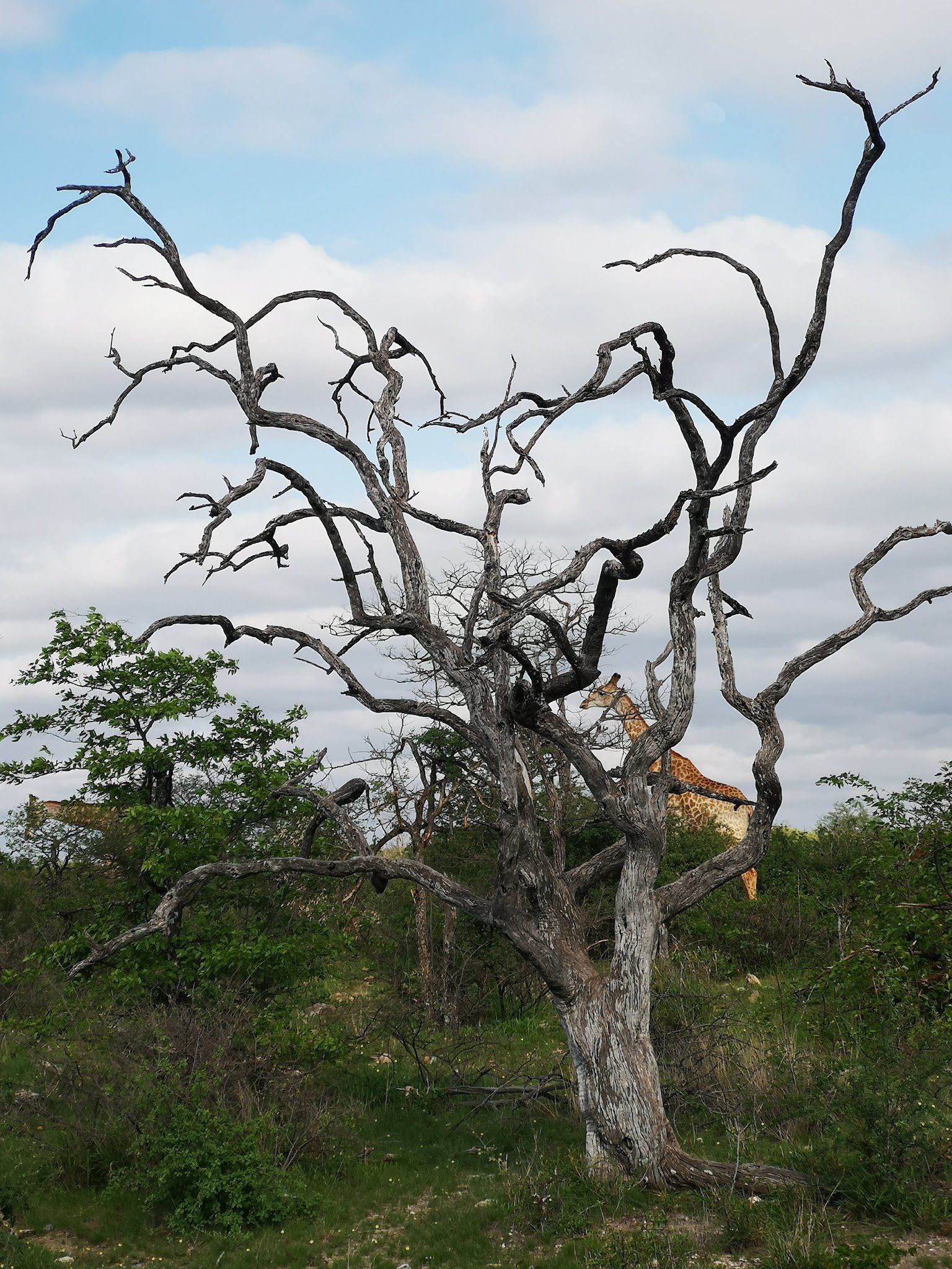  Limpopo-Lipadi Wildlife and Wilderness Reserve