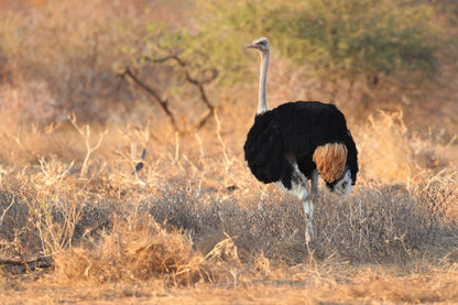  Limpopo-Lipadi Wildlife and Wilderness Reserve