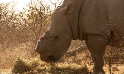  Limpopo-Lipadi Wildlife and Wilderness Reserve