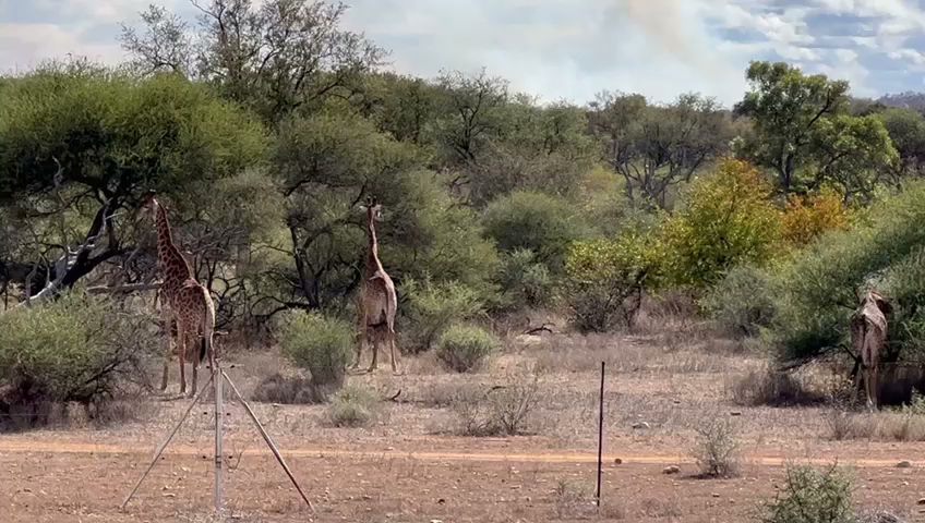  Limpopo-Lipadi Wildlife and Wilderness Reserve