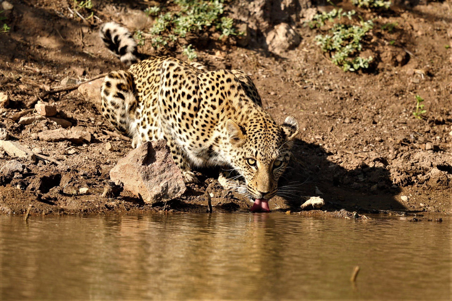  Limpopo-Lipadi Wildlife and Wilderness Reserve