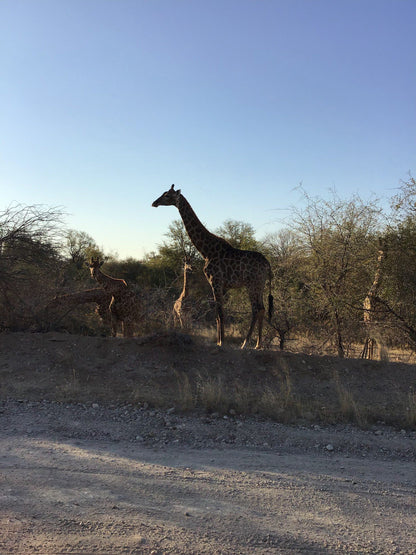  Limpopo-Lipadi Wildlife and Wilderness Reserve