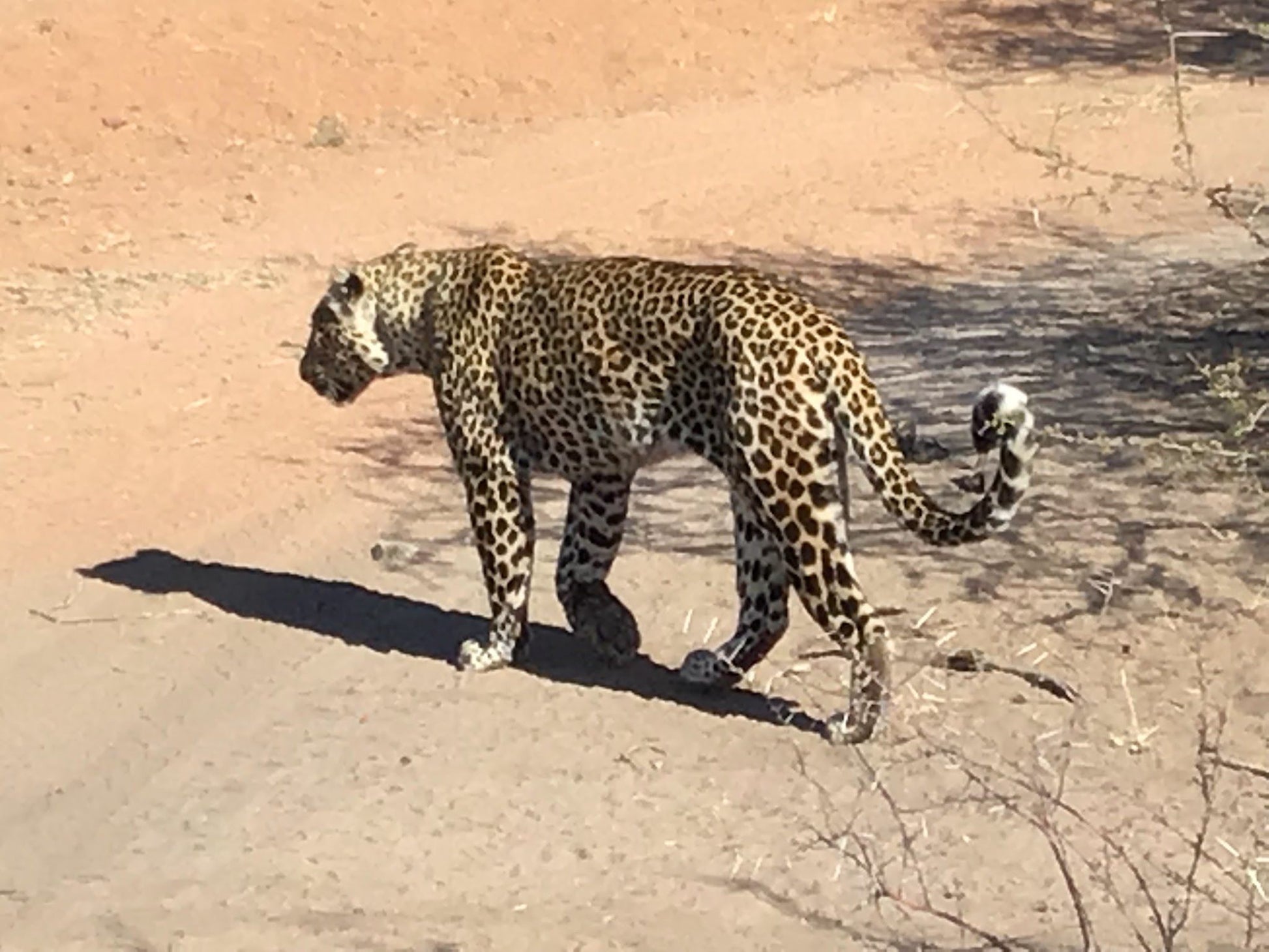  Limpopo-Lipadi Wildlife and Wilderness Reserve